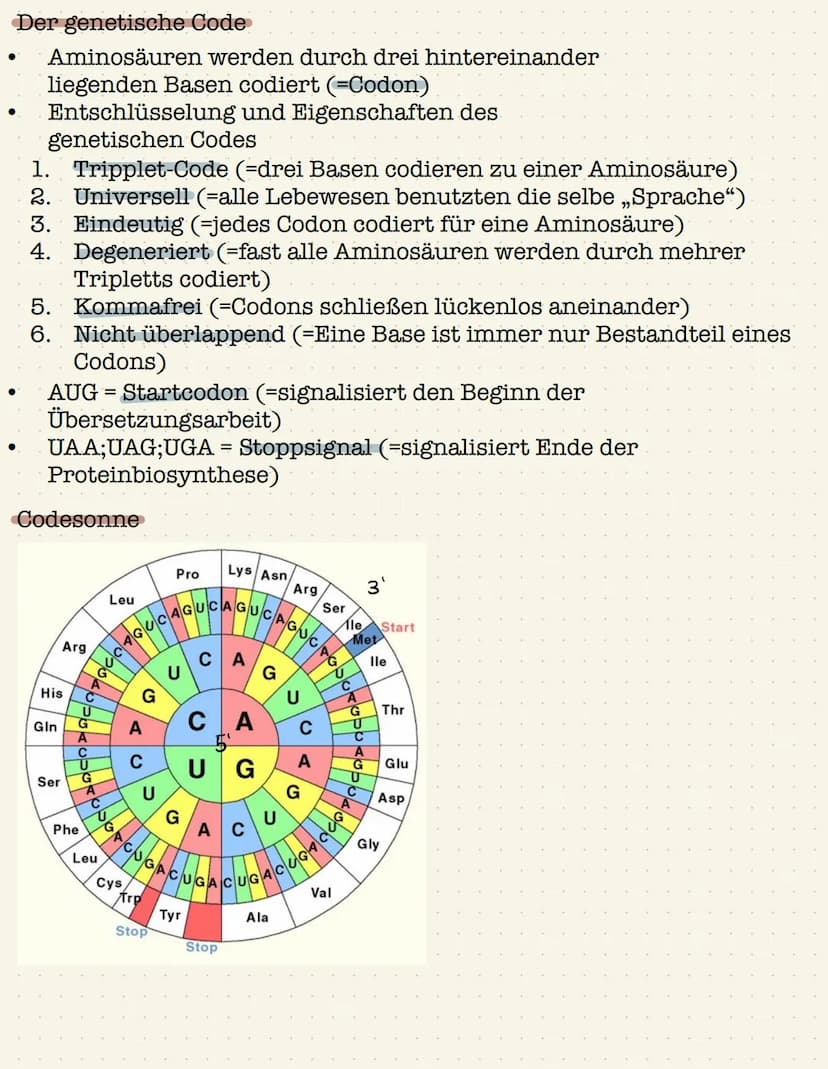 Genetik Gen:
●
●
Definition: Gen,Chromosom,Allel, Genom
Chromosom;
●
●
Abschnitt eines Chromosom, das ein Merkmal bestimmt
(klassische Genet