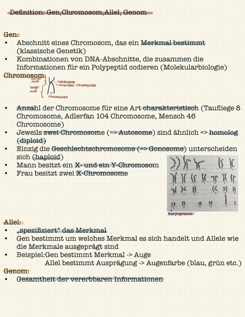 Genetik Gen:
●
●
Definition: Gen,Chromosom,Allel, Genom
Chromosom;
●
●
Abschnitt eines Chromosom, das ein Merkmal bestimmt
(klassische Genet
