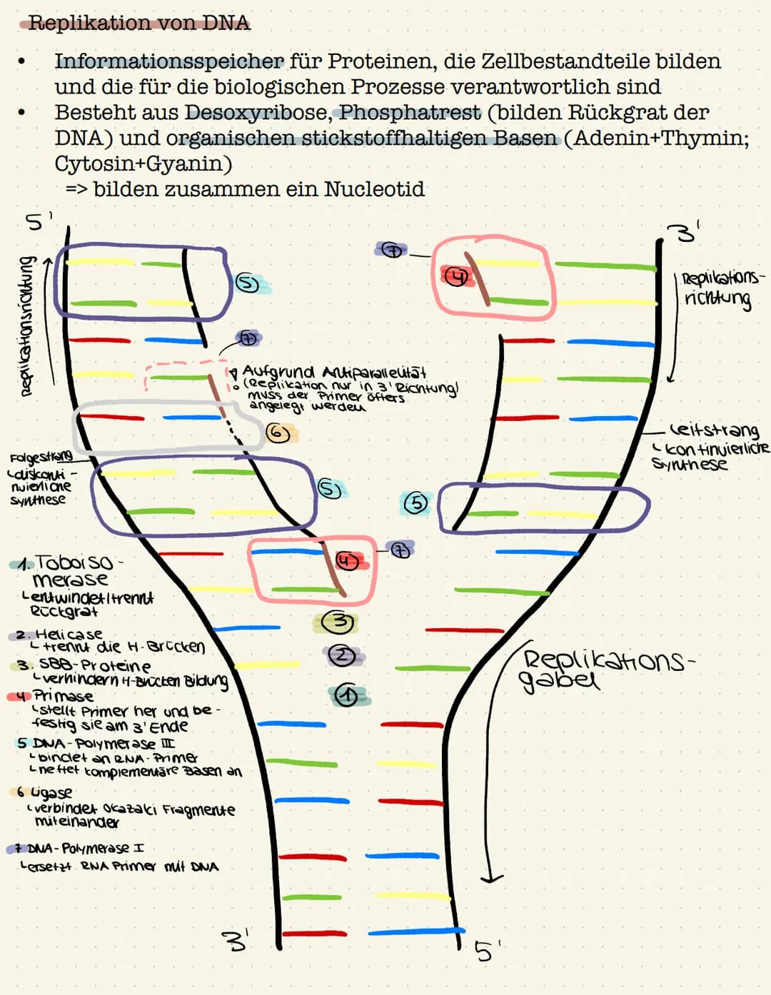 Genetik Gen:
●
●
Definition: Gen,Chromosom,Allel, Genom
Chromosom;
●
●
Abschnitt eines Chromosom, das ein Merkmal bestimmt
(klassische Genet