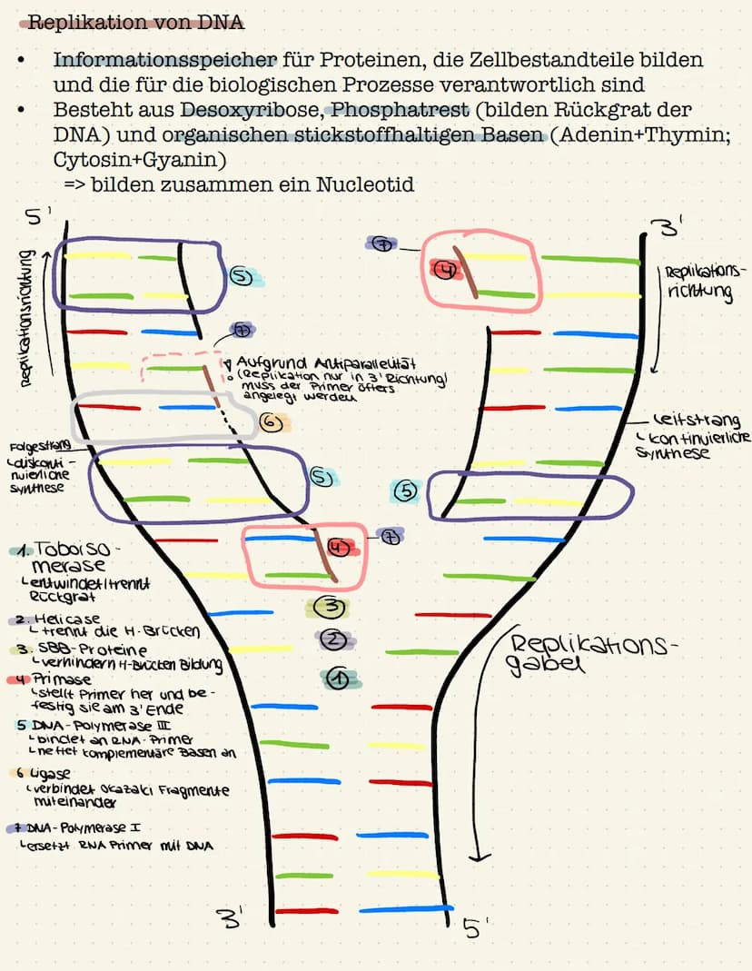 Genetik Gen:
●
●
Definition: Gen,Chromosom,Allel, Genom
Chromosom;
●
●
Abschnitt eines Chromosom, das ein Merkmal bestimmt
(klassische Genet