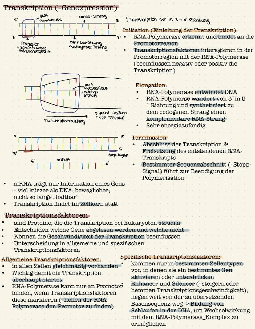 Genetik Gen:
●
●
Definition: Gen,Chromosom,Allel, Genom
Chromosom;
●
●
Abschnitt eines Chromosom, das ein Merkmal bestimmt
(klassische Genet