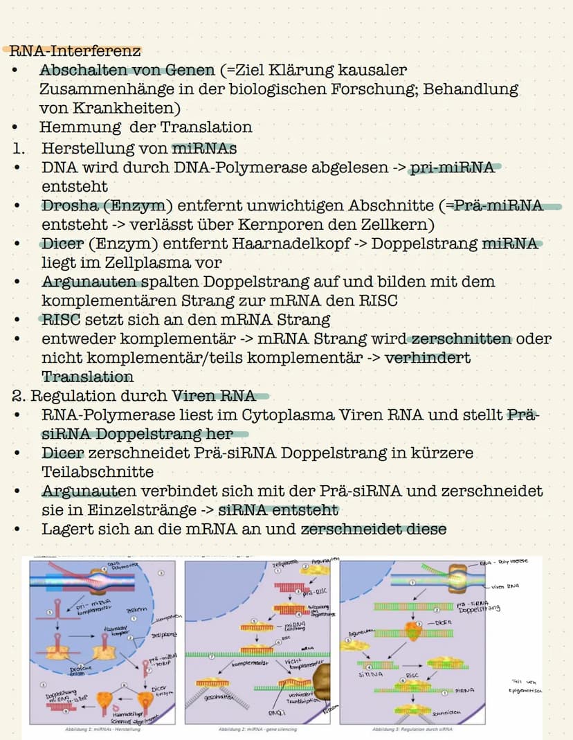Genetik Gen:
●
●
Definition: Gen,Chromosom,Allel, Genom
Chromosom;
●
●
Abschnitt eines Chromosom, das ein Merkmal bestimmt
(klassische Genet
