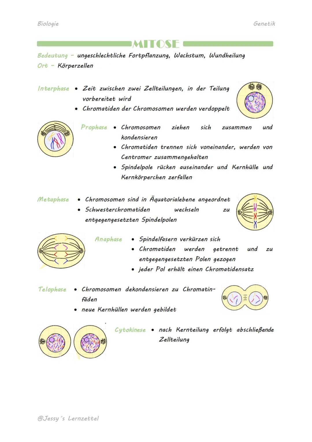 Biologie
MITOSE
Bedeutung ungeschlechtliche Fortpflanzung, Wachstum, Wundheilung
Ort -
Körperzellen
Interphase • Zeit zwischen zwei Zellteil