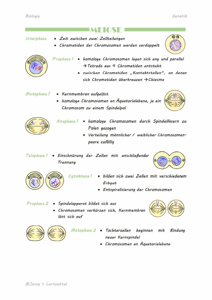 Biologie
MITOSE
Bedeutung ungeschlechtliche Fortpflanzung, Wachstum, Wundheilung
Ort -
Körperzellen
Interphase • Zeit zwischen zwei Zellteil