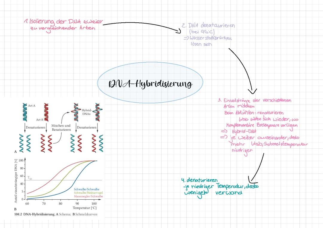 DNA-Hybridisierung: Definition, Beispiele, Ablauf und Nachteile für Kinder erklärt