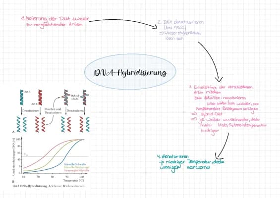 Know DNA-Hybridisierung thumbnail