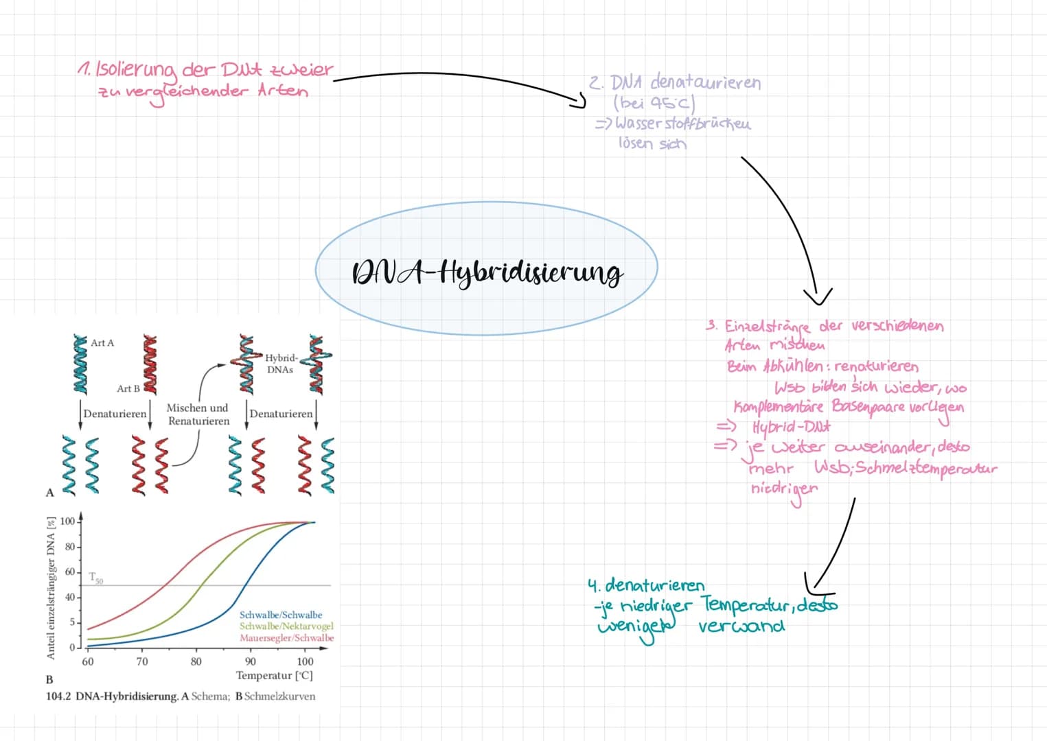 1. Isolierung der Dit zweier
zu vergleichender Arten
A/WW
Anteil einzelsträngiger DNA [%]
0 4 8 8 8 8 MW
60-
40-
Art A
T50
Art B
Denaturiere