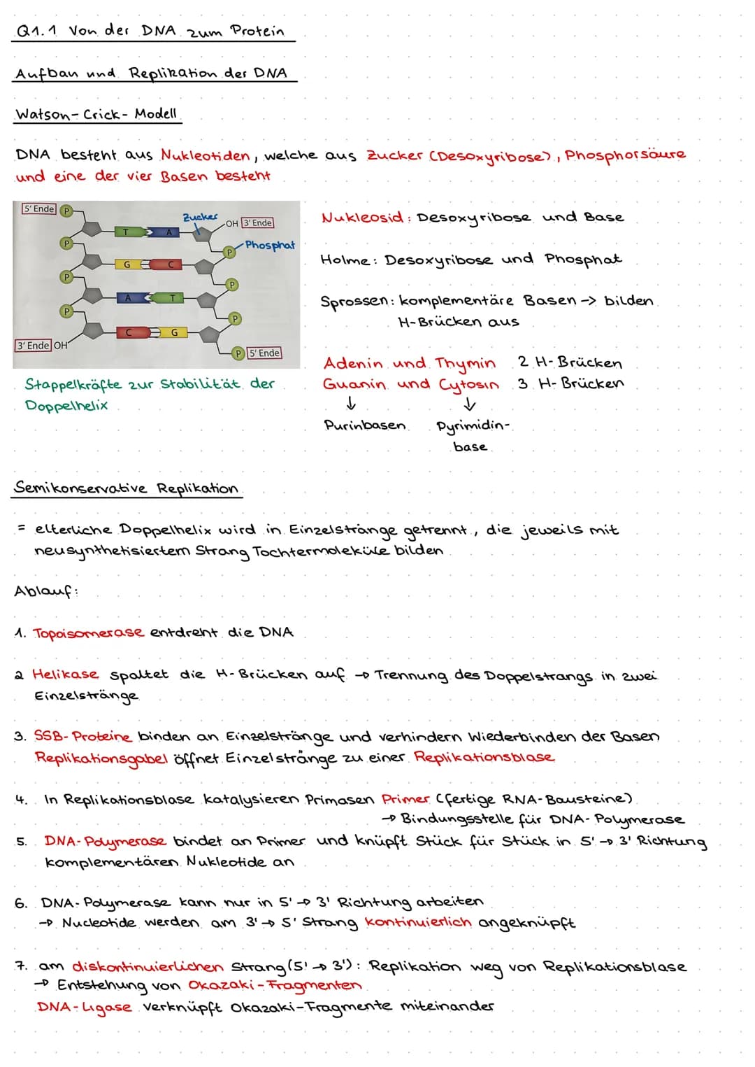Q1.1 Von der DNA zum Protein
Aufbau und. Replikation der DNA
Watson- Crick- Modell
DNA besteht aus Nukleotiden, welche aus Zucker (Desoxyrib