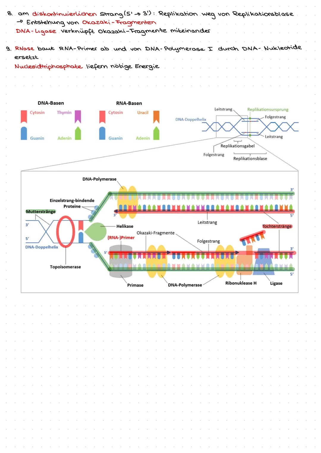 Q1.1 Von der DNA zum Protein
Aufbau und. Replikation der DNA
Watson- Crick- Modell
DNA besteht aus Nukleotiden, welche aus Zucker (Desoxyrib