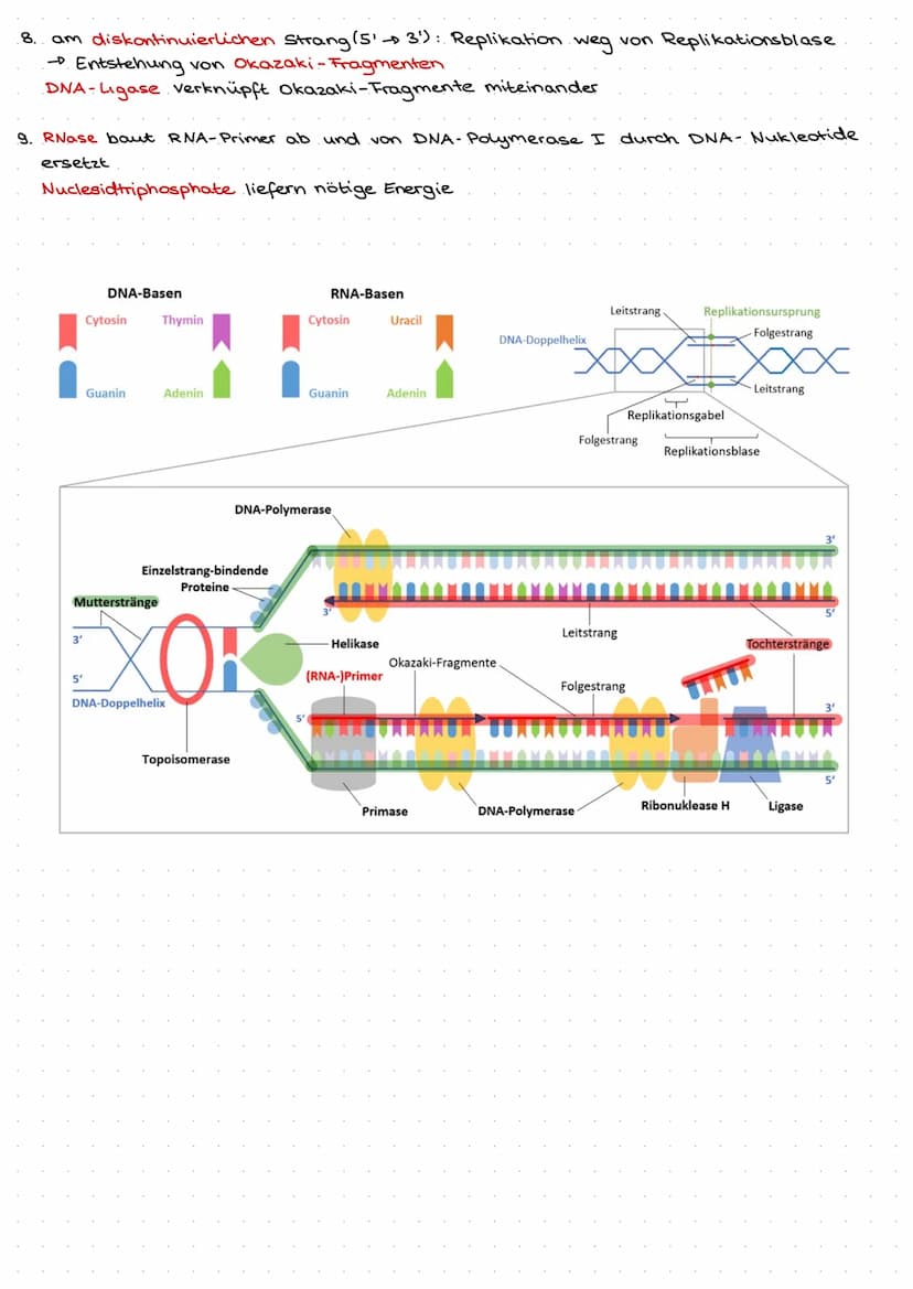 Q1.1 Von der DNA zum Protein
Aufbau und. Replikation der DNA
Watson- Crick- Modell
DNA besteht aus Nukleotiden, welche aus Zucker (Desoxyrib
