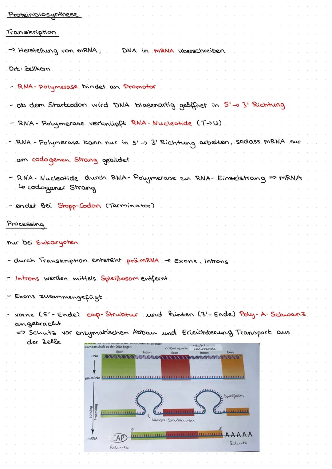 Q1.1 Von der DNA zum Protein
Aufbau und. Replikation der DNA
Watson- Crick- Modell
DNA besteht aus Nukleotiden, welche aus Zucker (Desoxyrib