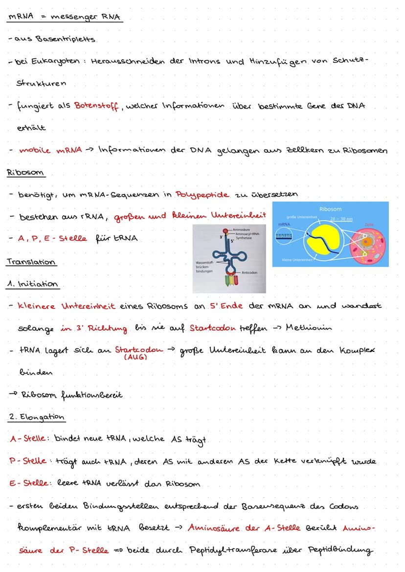 Q1.1 Von der DNA zum Protein
Aufbau und. Replikation der DNA
Watson- Crick- Modell
DNA besteht aus Nukleotiden, welche aus Zucker (Desoxyrib