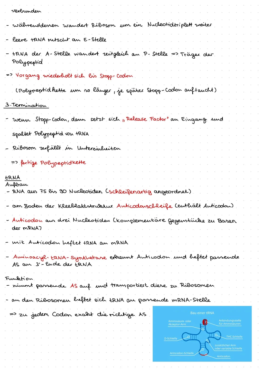 Q1.1 Von der DNA zum Protein
Aufbau und. Replikation der DNA
Watson- Crick- Modell
DNA besteht aus Nukleotiden, welche aus Zucker (Desoxyrib