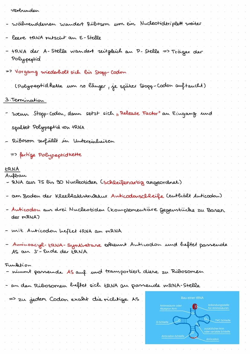 Q1.1 Von der DNA zum Protein
Aufbau und. Replikation der DNA
Watson- Crick- Modell
DNA besteht aus Nukleotiden, welche aus Zucker (Desoxyrib