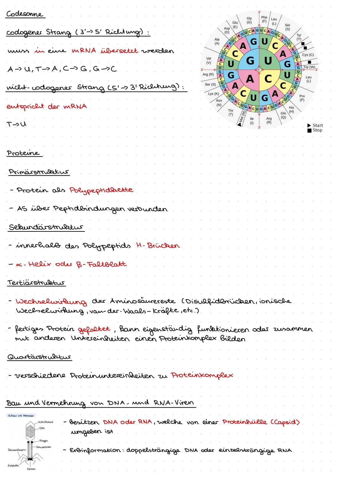 Q1.1 Von der DNA zum Protein
Aufbau und. Replikation der DNA
Watson- Crick- Modell
DNA besteht aus Nukleotiden, welche aus Zucker (Desoxyrib