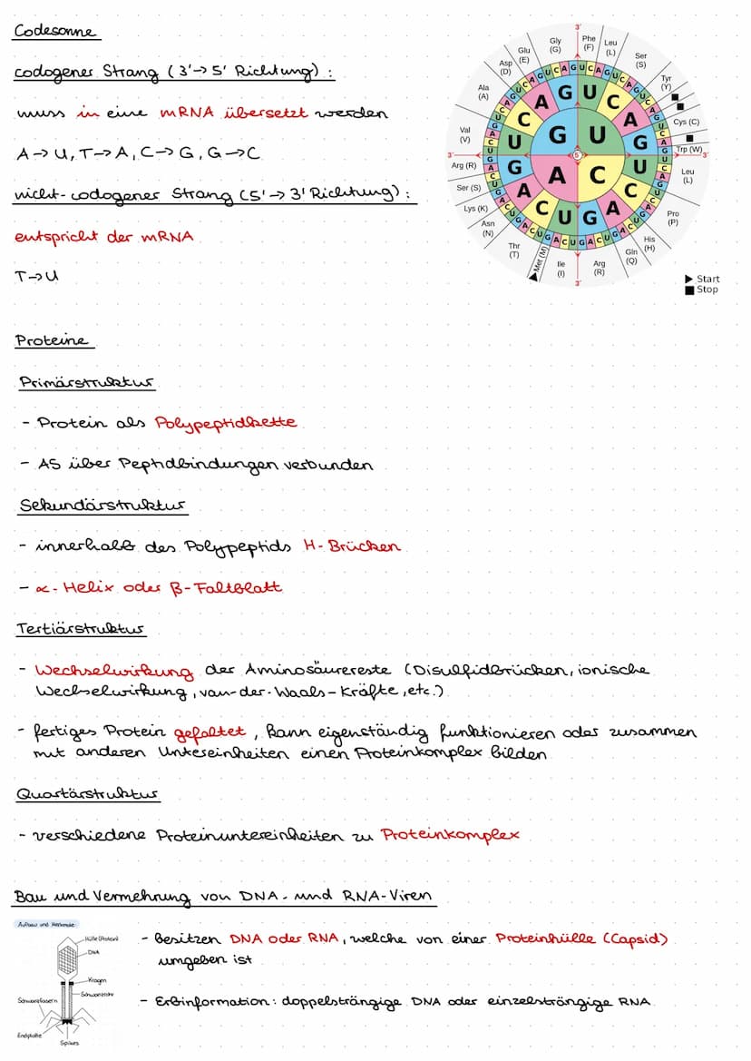 Q1.1 Von der DNA zum Protein
Aufbau und. Replikation der DNA
Watson- Crick- Modell
DNA besteht aus Nukleotiden, welche aus Zucker (Desoxyrib