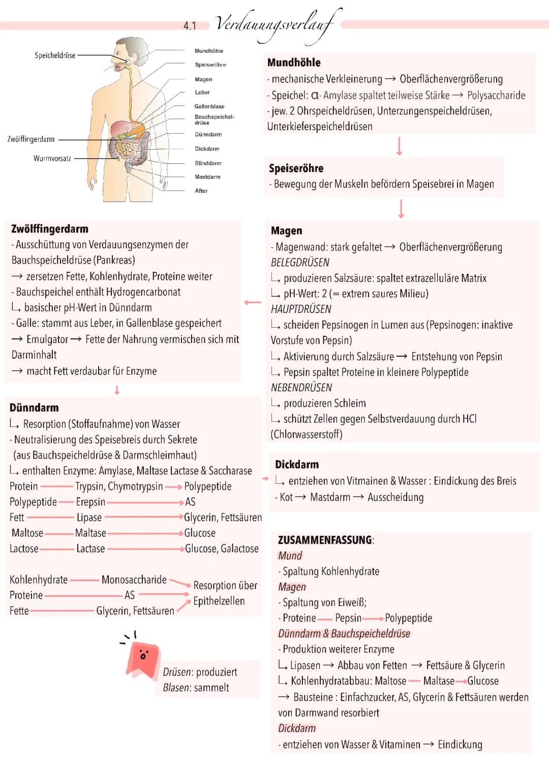 Verdauung