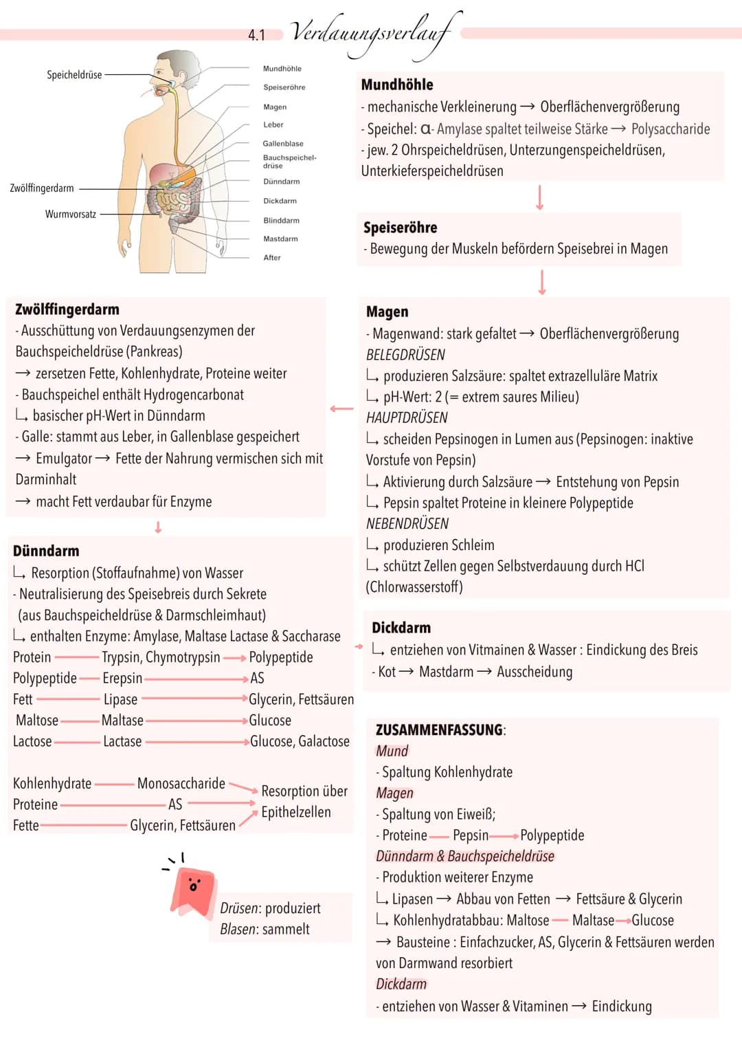 Speicheldrüse
Zwölffingerdarm
Wurmvorsatz
→
Fett
Maltose
Lactose
4.1
Kohlenhydrate
Proteine
Fette
Lipase
Maltase
Lactase
Verdauungsverlauf
M
