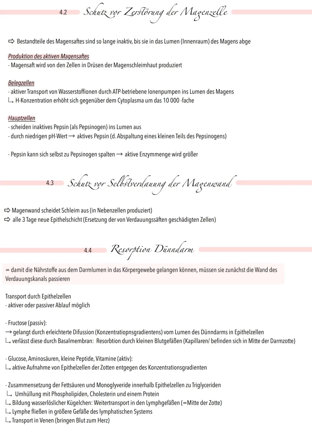 Speicheldrüse
Zwölffingerdarm
Wurmvorsatz
→
Fett
Maltose
Lactose
4.1
Kohlenhydrate
Proteine
Fette
Lipase
Maltase
Lactase
Verdauungsverlauf
M