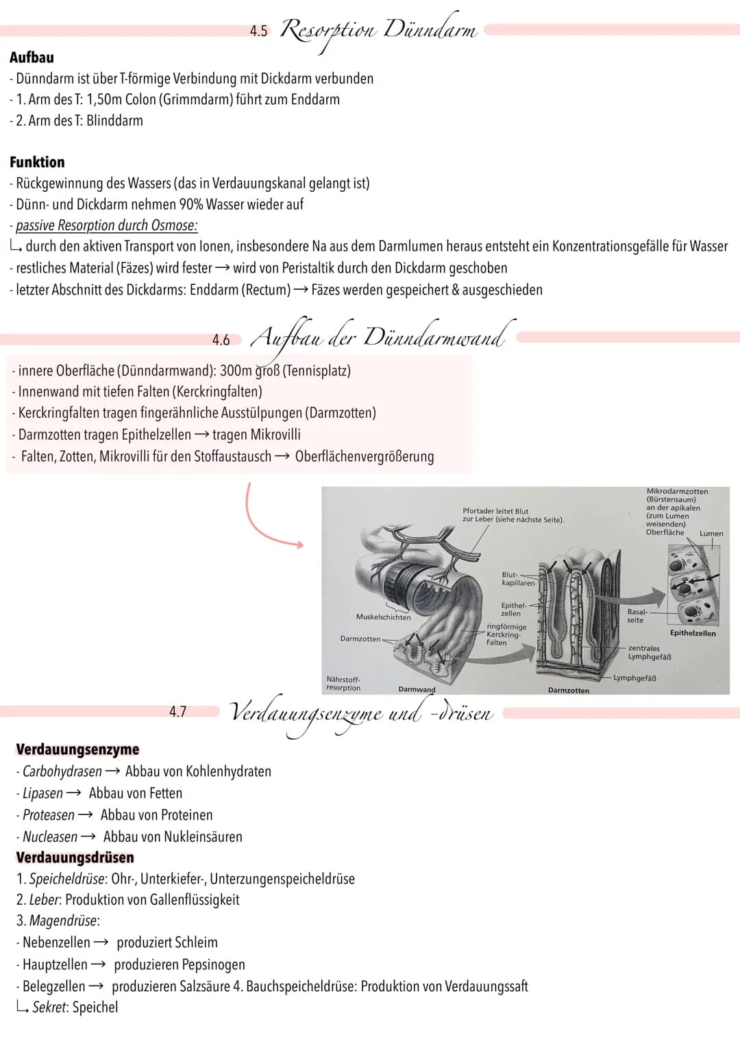 Speicheldrüse
Zwölffingerdarm
Wurmvorsatz
→
Fett
Maltose
Lactose
4.1
Kohlenhydrate
Proteine
Fette
Lipase
Maltase
Lactase
Verdauungsverlauf
M