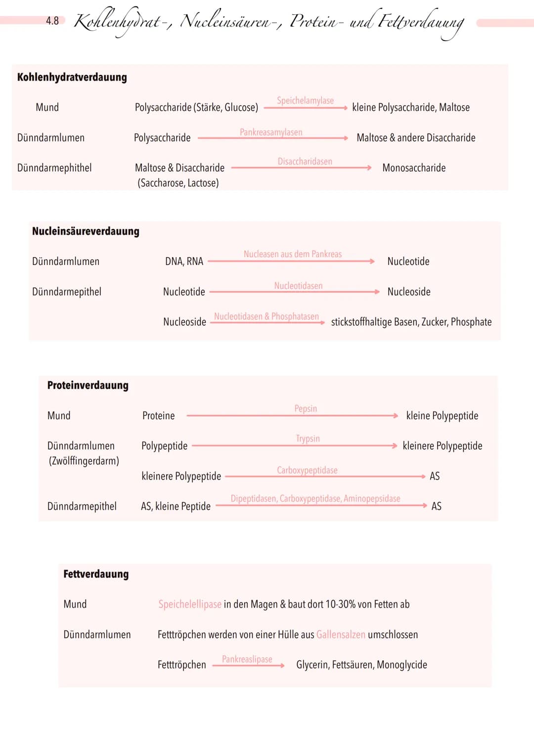 Speicheldrüse
Zwölffingerdarm
Wurmvorsatz
→
Fett
Maltose
Lactose
4.1
Kohlenhydrate
Proteine
Fette
Lipase
Maltase
Lactase
Verdauungsverlauf
M