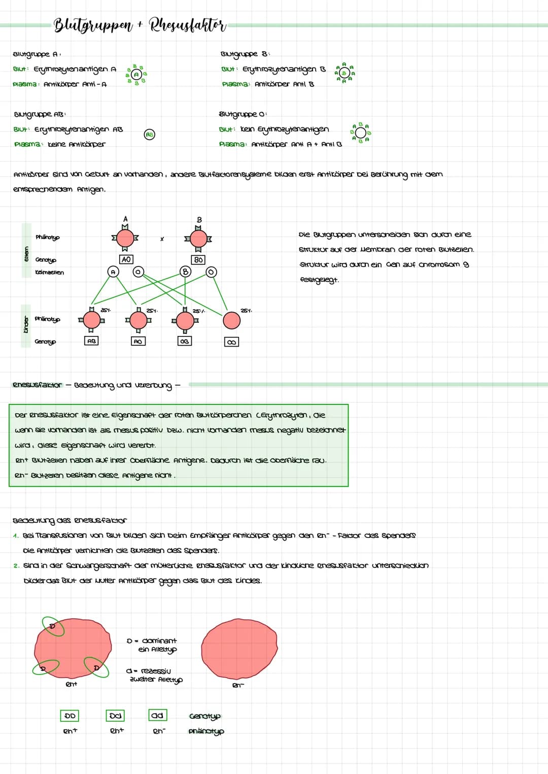 Blutgruppen + Rhesusfaktor
Blutgruppe A.
Blut: Erythrozytenantigen A
Plasma Antikörper Anti-A
Blutgruppe AB:
Blut: Erythrozytenantigen AB
Pl