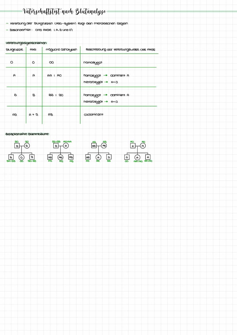 Blutgruppen + Rhesusfaktor
Blutgruppe A.
Blut: Erythrozytenantigen A
Plasma Antikörper Anti-A
Blutgruppe AB:
Blut: Erythrozytenantigen AB
Pl