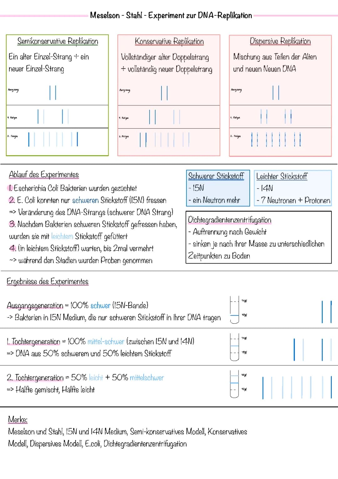 DNA-Replikation - Meselson-Stahl-Experiment