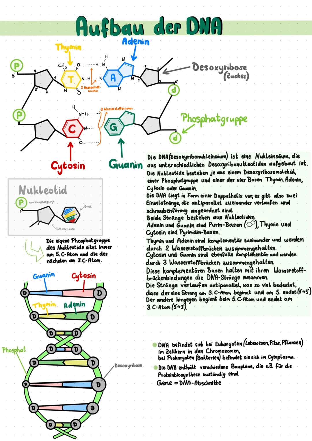 (4
Phosphat
Thymin
ܫܘܪܐ 3
Nukleotid
Phosphatgruppe
N
Aufbau der DNA
Guanin
C
Desoxyribose
N-HNA
Cytosin
2 Wasserstoff-
N-H-
N--.-
-H-N
brück