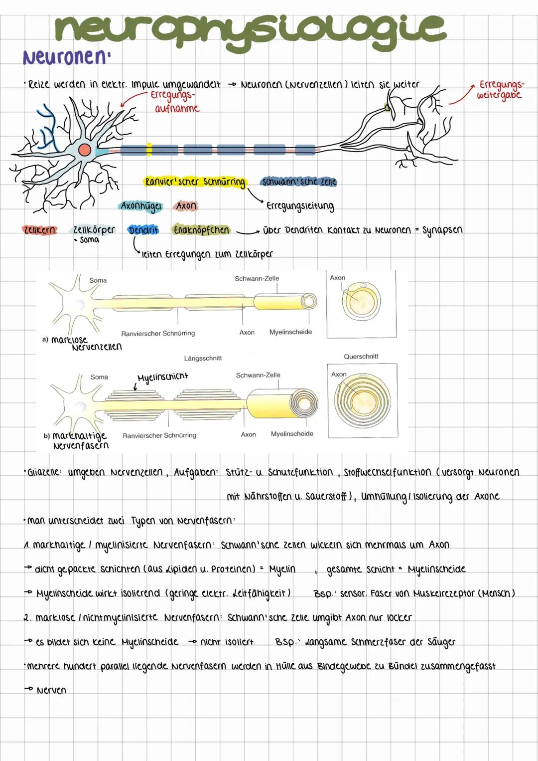 Neurophysiologie