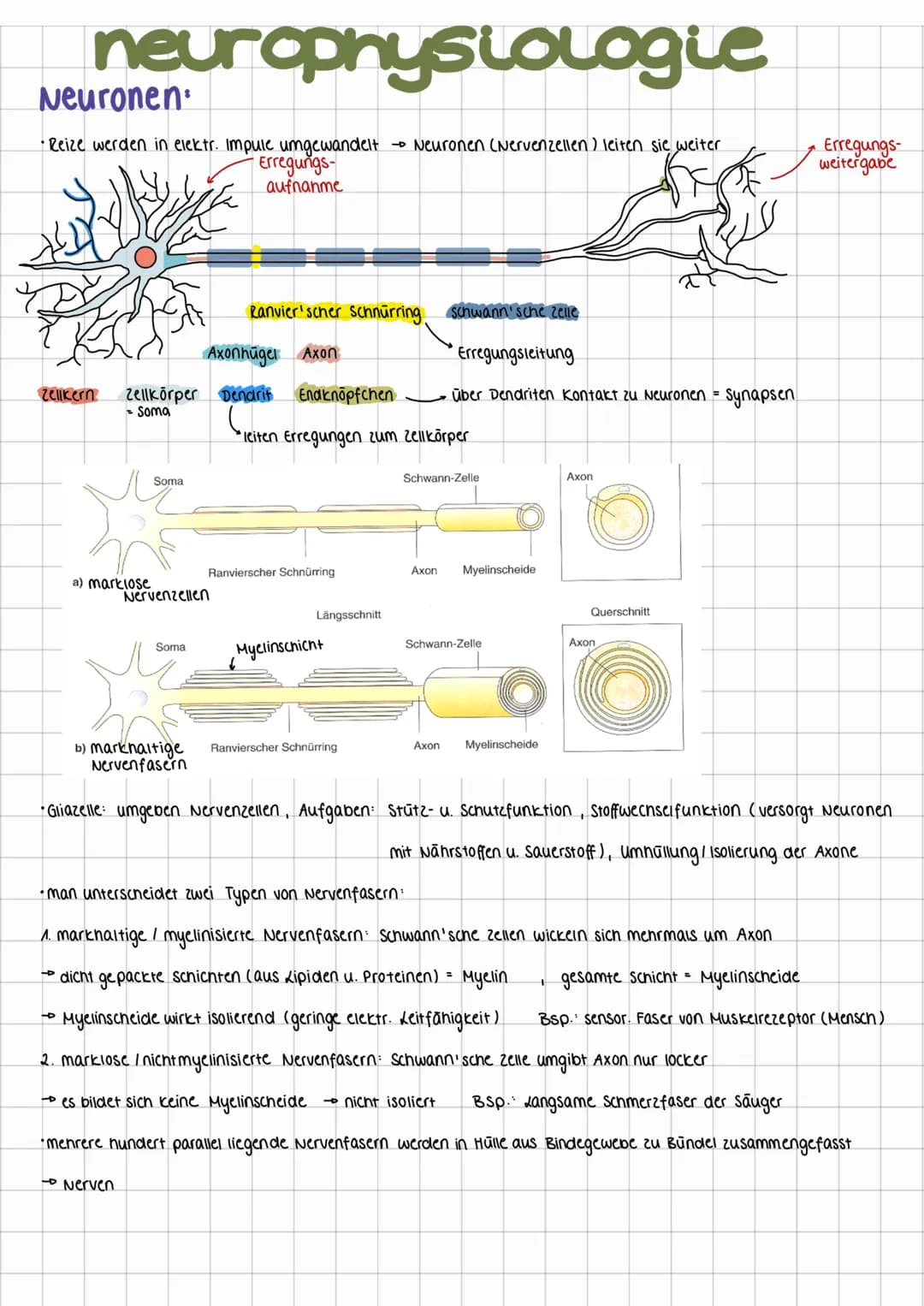 neurophysiologie
Neuronen
•Reize werden in elektr. Impule umgewandelt → Neuronen (Nervenzellen) leiten sie weiter
Erregungs-
aufnahme
Zellke