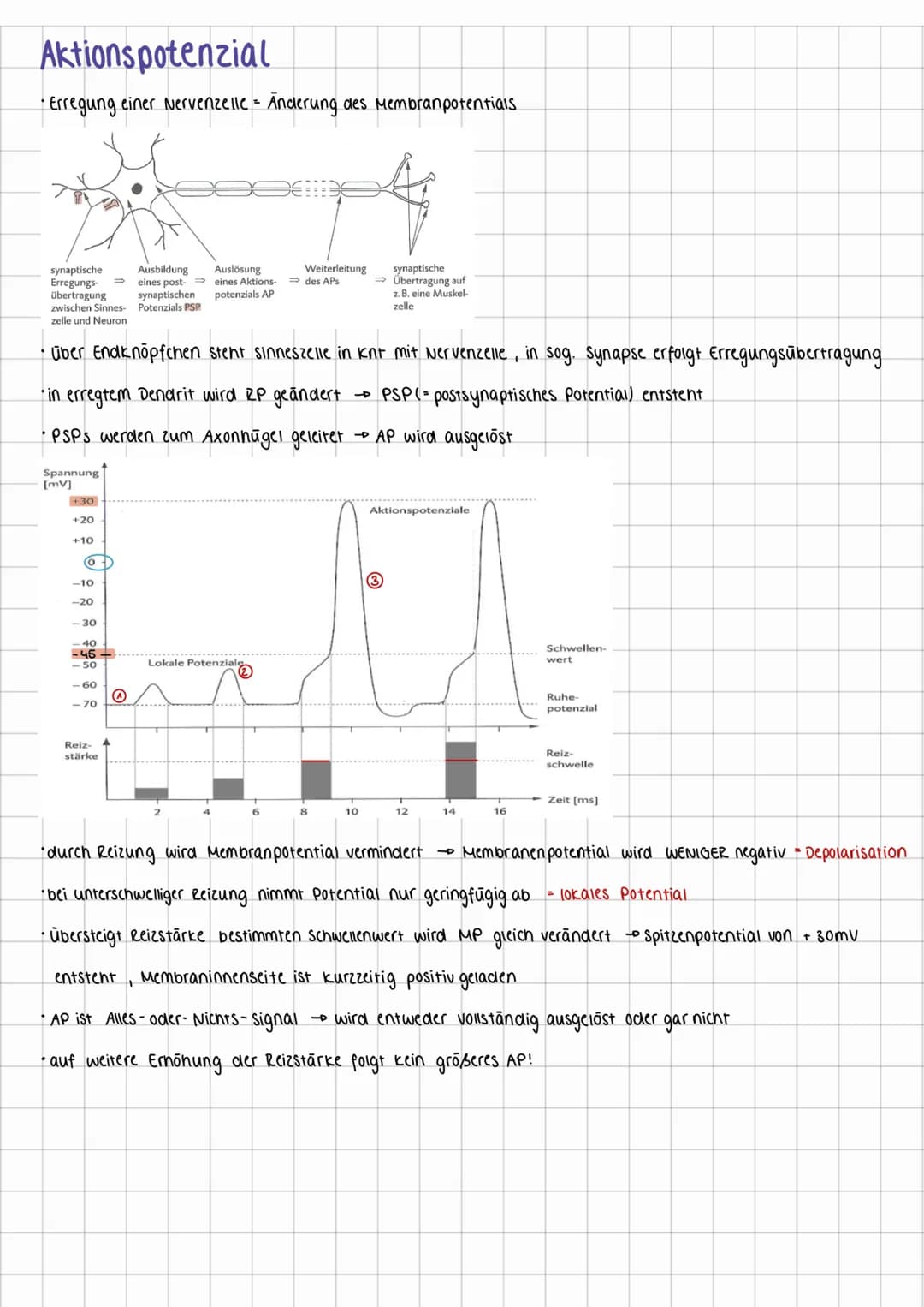 neurophysiologie
Neuronen
•Reize werden in elektr. Impule umgewandelt → Neuronen (Nervenzellen) leiten sie weiter
Erregungs-
aufnahme
Zellke
