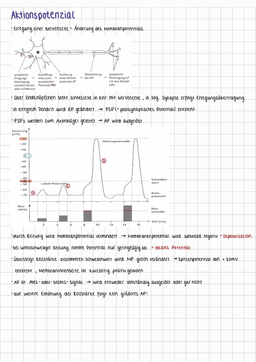 neurophysiologie
Neuronen
•Reize werden in elektr. Impule umgewandelt → Neuronen (Nervenzellen) leiten sie weiter
Erregungs-
aufnahme
Zellke