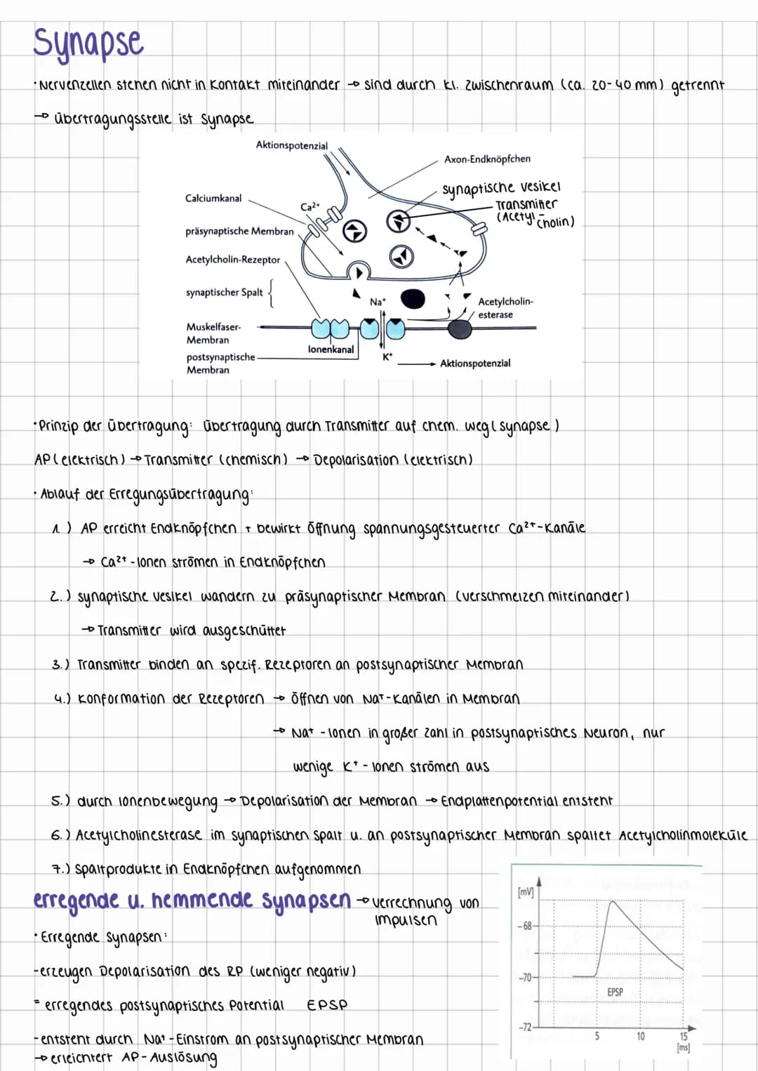 neurophysiologie
Neuronen
•Reize werden in elektr. Impule umgewandelt → Neuronen (Nervenzellen) leiten sie weiter
Erregungs-
aufnahme
Zellke