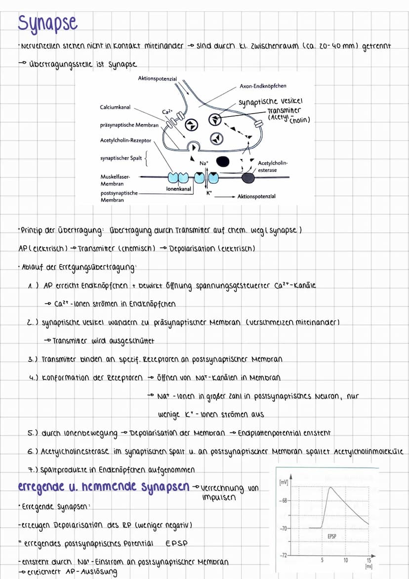 neurophysiologie
Neuronen
•Reize werden in elektr. Impule umgewandelt → Neuronen (Nervenzellen) leiten sie weiter
Erregungs-
aufnahme
Zellke