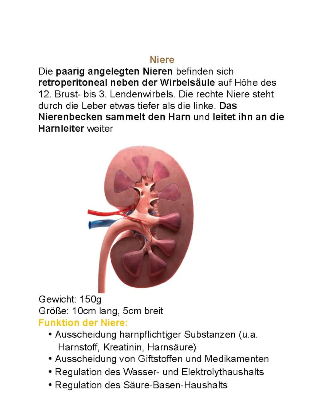 Zusammenfassung Anatomie Niere