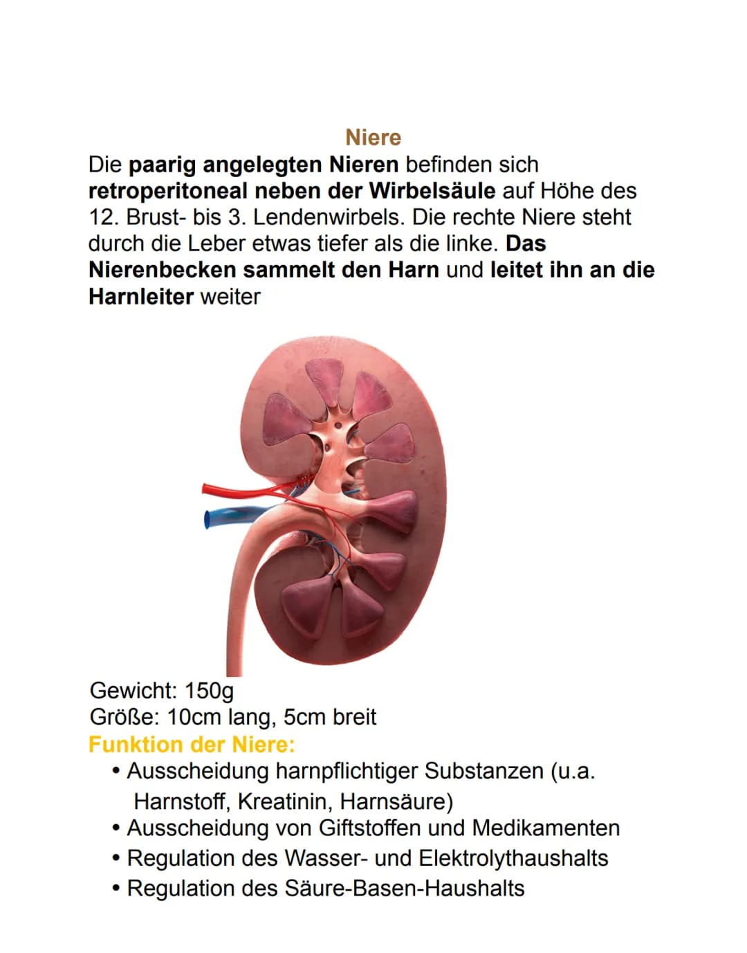Niere
Die paarig angelegten Nieren befinden sich
retroperitoneal neben der Wirbelsäule auf Höhe des
12. Brust- bis 3. Lendenwirbels. Die rec