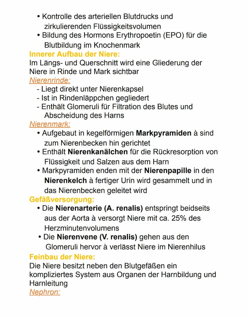 Niere
Die paarig angelegten Nieren befinden sich
retroperitoneal neben der Wirbelsäule auf Höhe des
12. Brust- bis 3. Lendenwirbels. Die rec