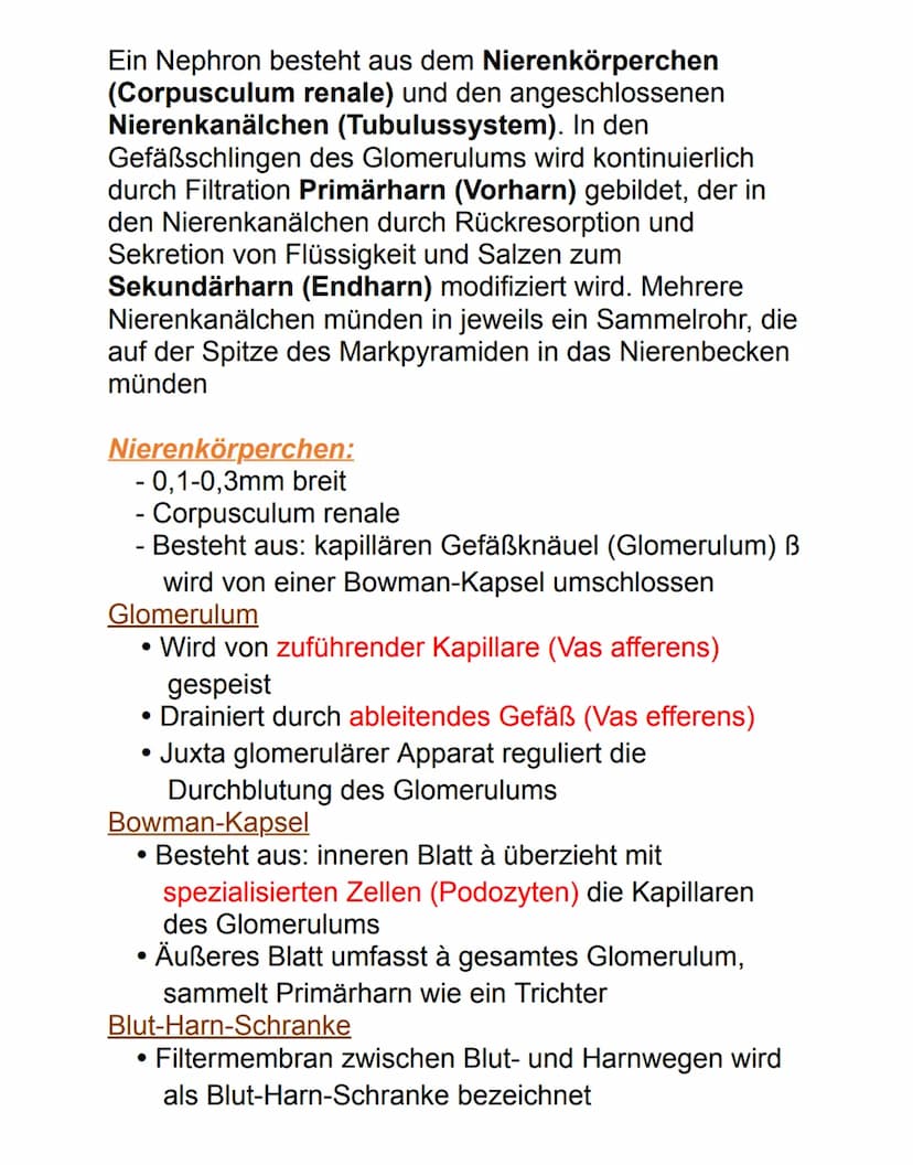 Niere
Die paarig angelegten Nieren befinden sich
retroperitoneal neben der Wirbelsäule auf Höhe des
12. Brust- bis 3. Lendenwirbels. Die rec