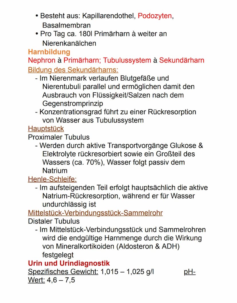 Niere
Die paarig angelegten Nieren befinden sich
retroperitoneal neben der Wirbelsäule auf Höhe des
12. Brust- bis 3. Lendenwirbels. Die rec
