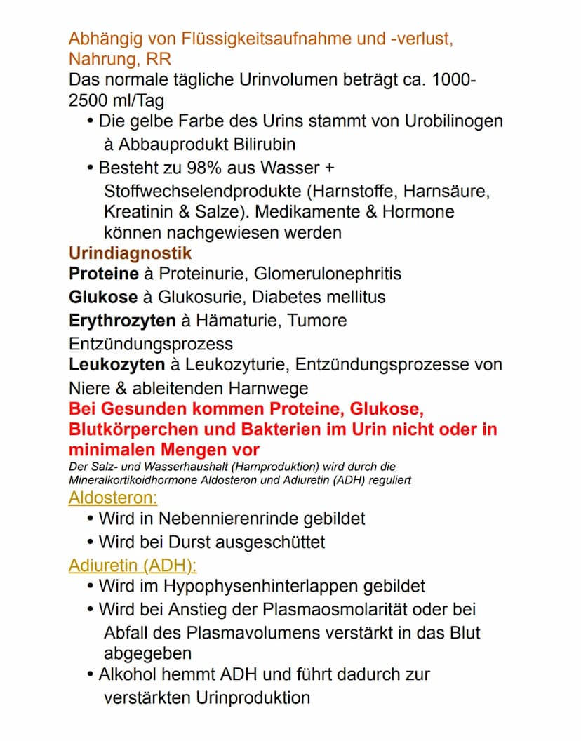 Niere
Die paarig angelegten Nieren befinden sich
retroperitoneal neben der Wirbelsäule auf Höhe des
12. Brust- bis 3. Lendenwirbels. Die rec