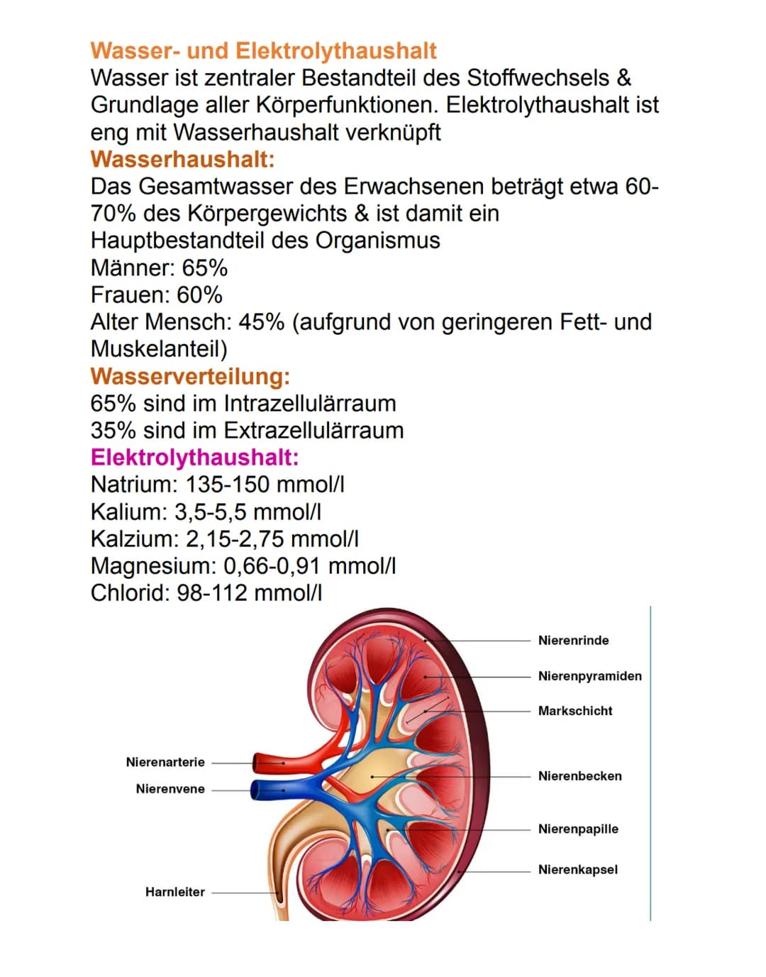 Niere
Die paarig angelegten Nieren befinden sich
retroperitoneal neben der Wirbelsäule auf Höhe des
12. Brust- bis 3. Lendenwirbels. Die rec