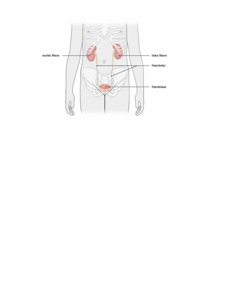 Niere
Die paarig angelegten Nieren befinden sich
retroperitoneal neben der Wirbelsäule auf Höhe des
12. Brust- bis 3. Lendenwirbels. Die rec