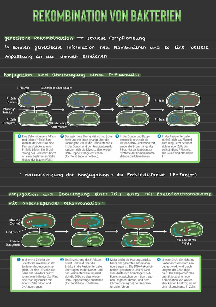 BAU UND VERMEHRUNG VON BAKTERIEN
Aufbau eines Bakteriums + Funktion:
Plasmid zusatz zu der Erbinforma-
tion, können sich vermehren, tragen
w