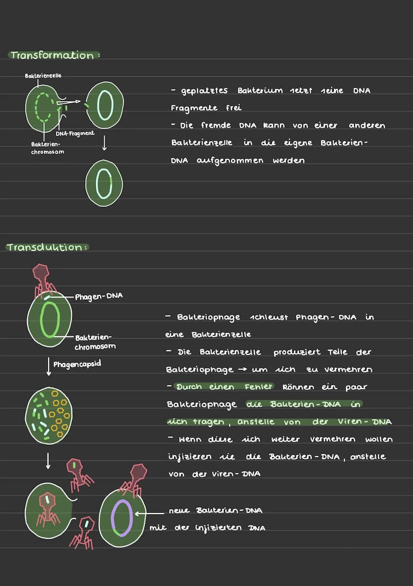 BAU UND VERMEHRUNG VON BAKTERIEN
Aufbau eines Bakteriums + Funktion:
Plasmid zusatz zu der Erbinforma-
tion, können sich vermehren, tragen
w