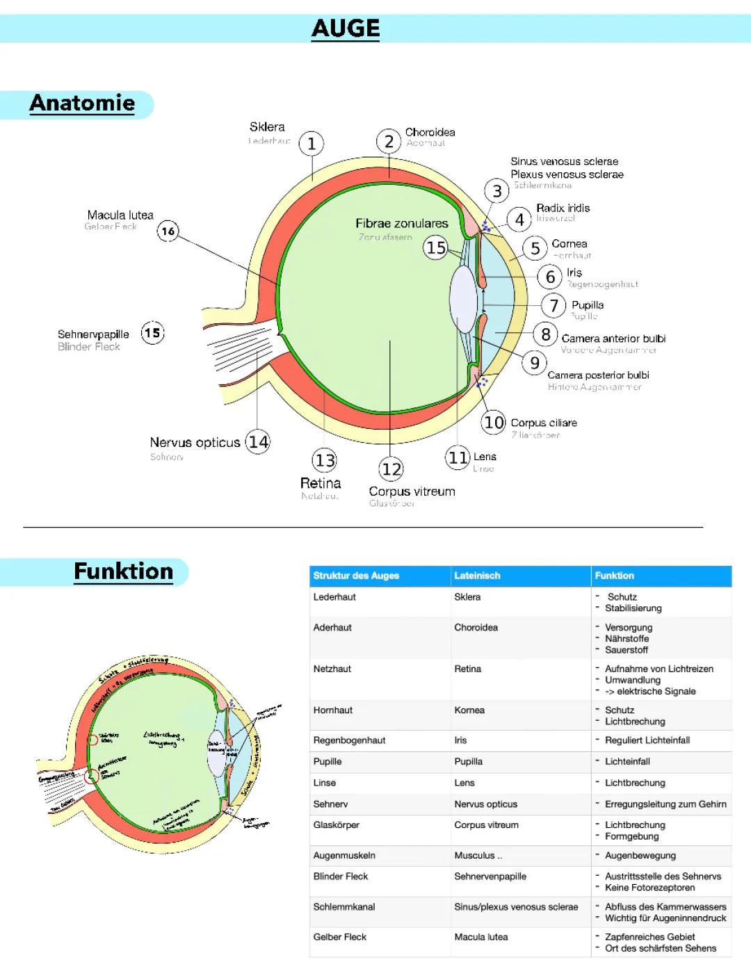 Anatomie und Physiologie des Auges