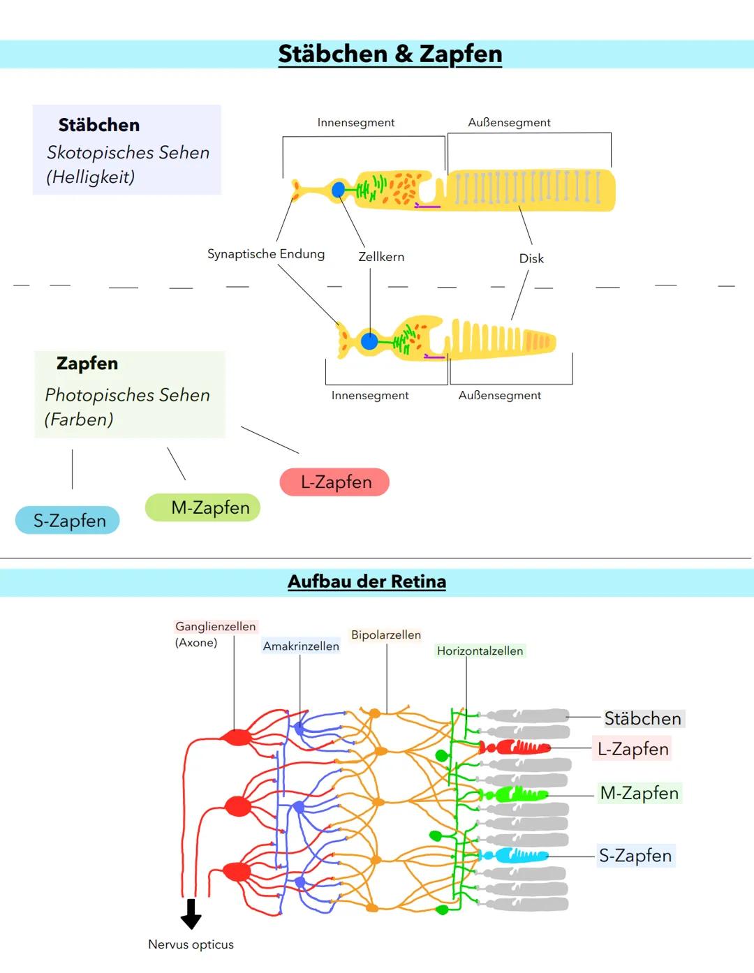 Anatomie
Macula lutea
Gelber Fleck
Erregungsleitung
Sehnervpapille (15)
Blinder Fleck
16
Funktion
Schutz Stabilsierung
Nährstelt 10 versorgu