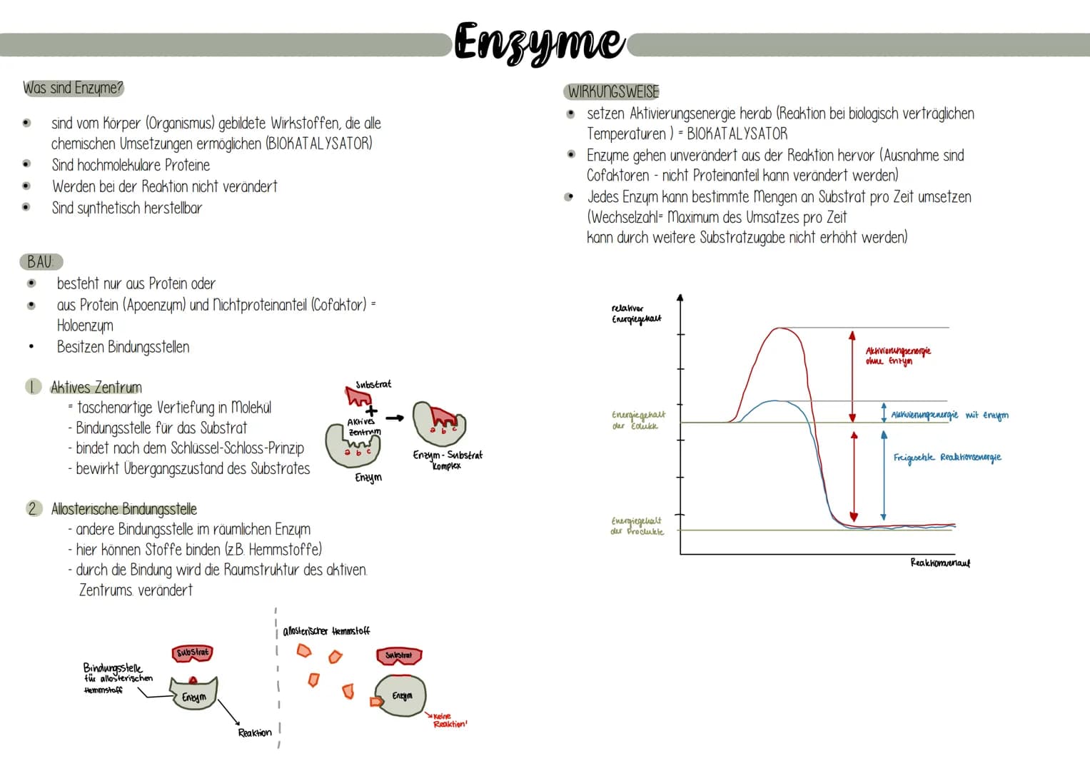 Was sind Enzyme?
sind vom Körper (Organismus) gebildete Wirkstoffen, die alle
chemischen Umsetzungen ermöglichen (BIOKATALYSATOR)
Sind hochm