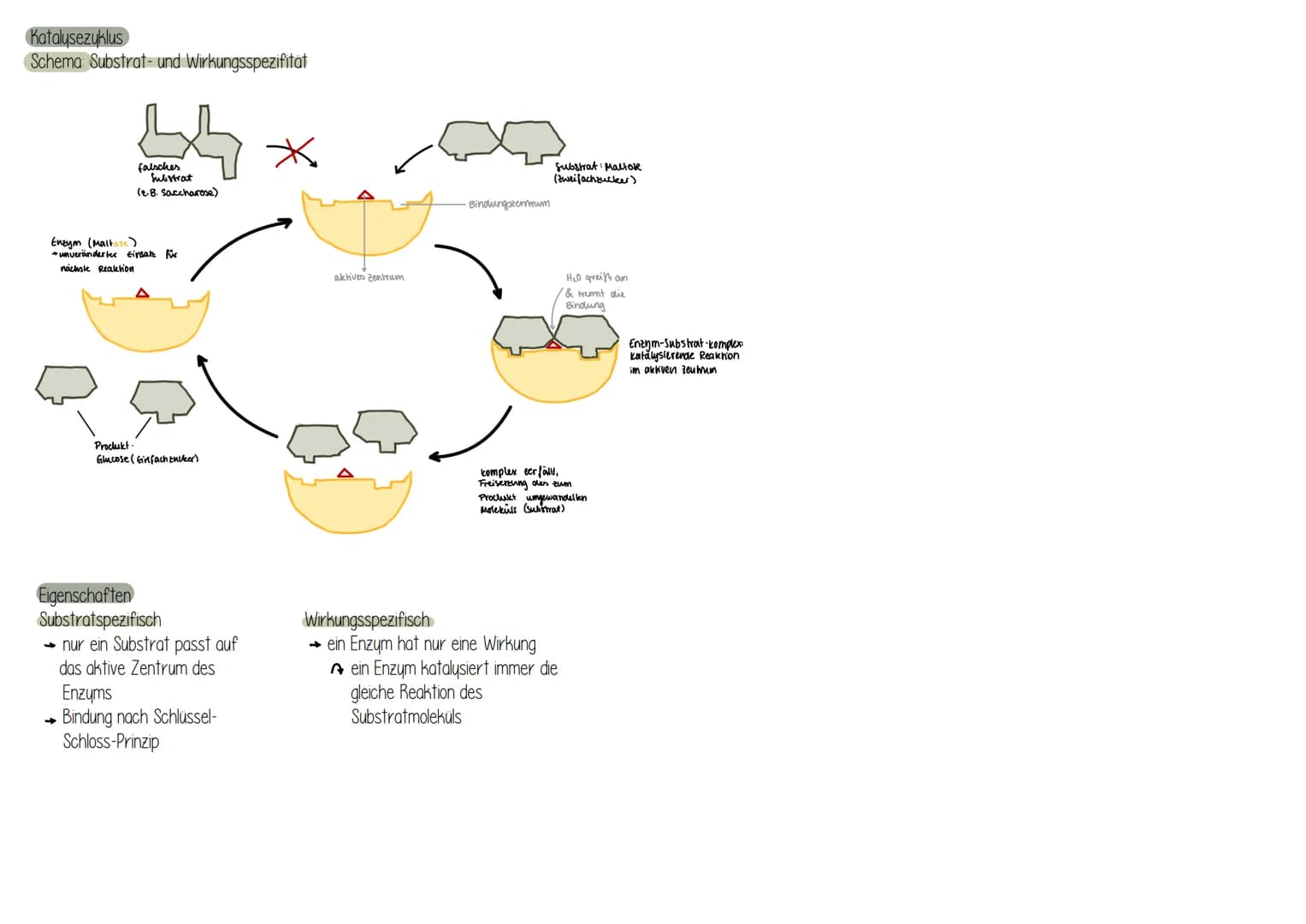 Was sind Enzyme?
sind vom Körper (Organismus) gebildete Wirkstoffen, die alle
chemischen Umsetzungen ermöglichen (BIOKATALYSATOR)
Sind hochm