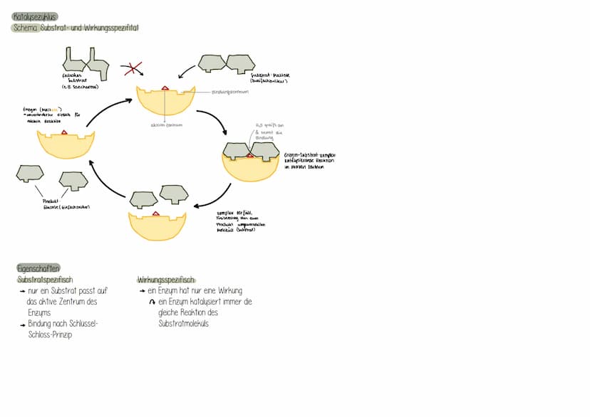 Was sind Enzyme?
sind vom Körper (Organismus) gebildete Wirkstoffen, die alle
chemischen Umsetzungen ermöglichen (BIOKATALYSATOR)
Sind hochm